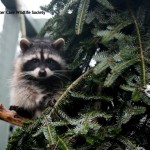 Greenscape Design Critter Care Tree Racoon