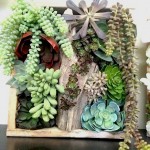 Greenscape Design Succulent Shadow Box