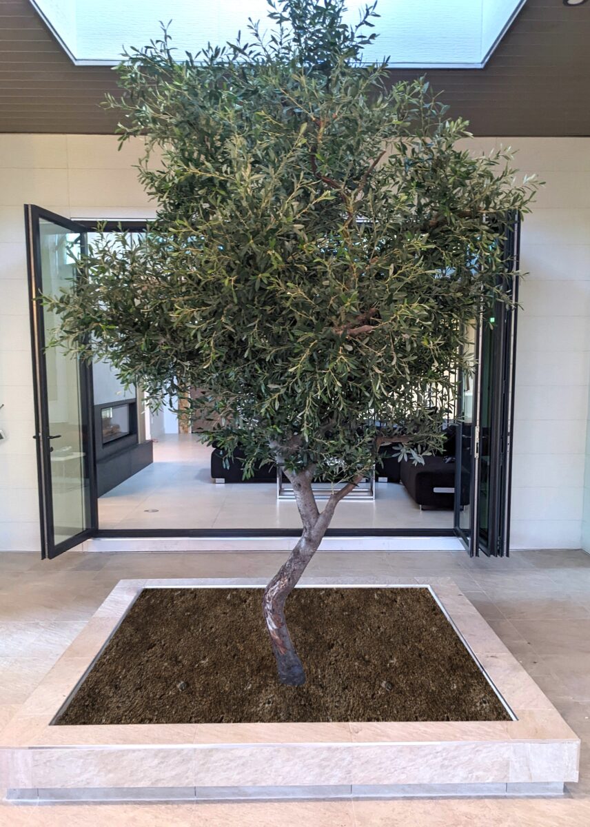 Custom Olive Tree in Commercial Atrium