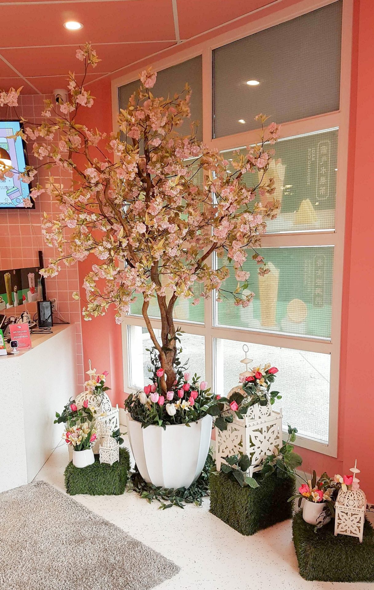 Cherry blossom in white planter with tulips ground cover. Vignette includes grass cubes with lanterns and tulip decor