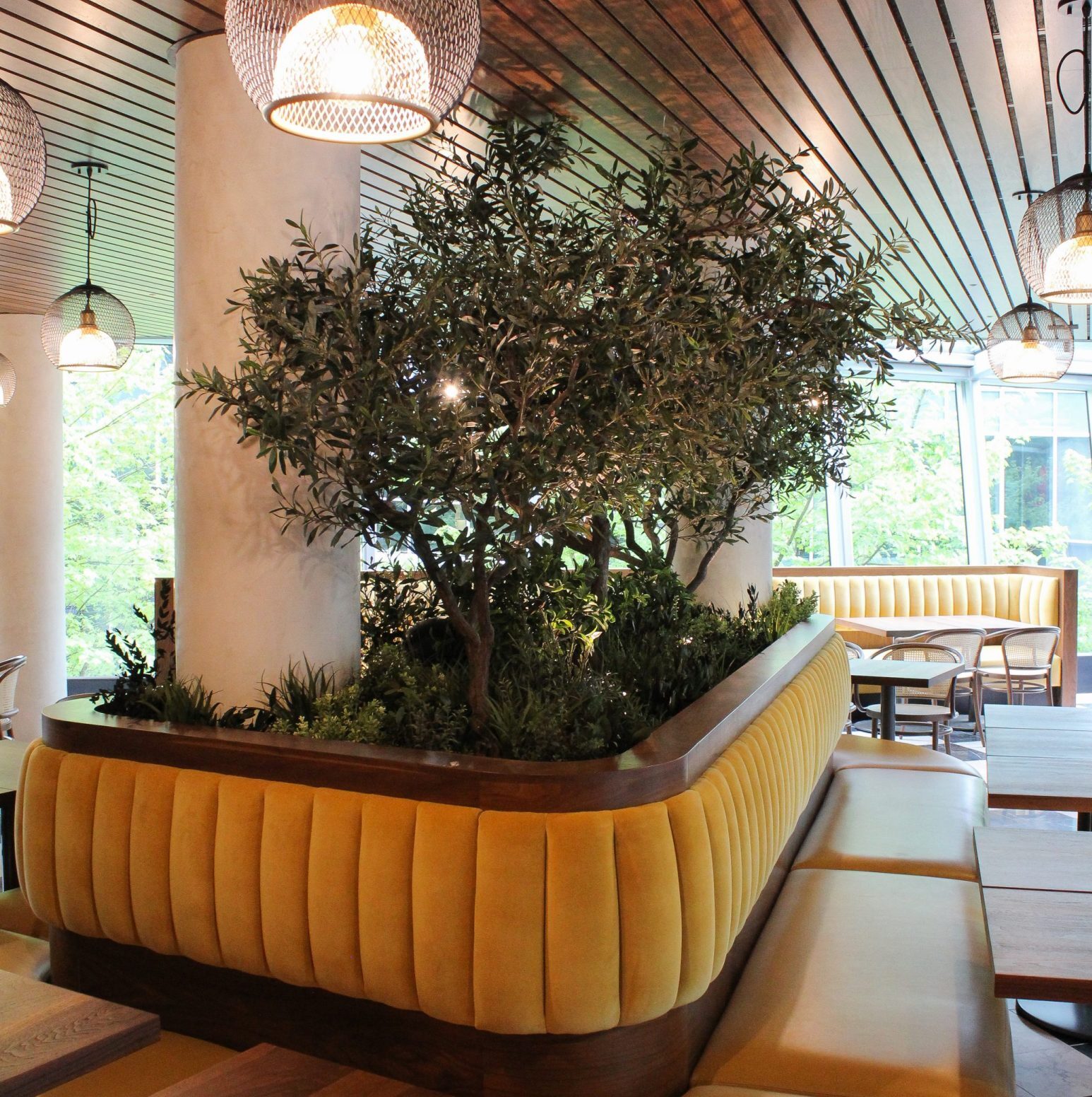 Large yellow upholstered banquette with wood tables in restaurant with 3 custom sized artificial olive trees on natural wood trunks set in the centre of the banquette
