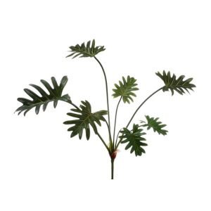 Split Leaf Philodendron Head