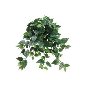 Round Leaf Philodendron Head