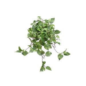 Pothos Head