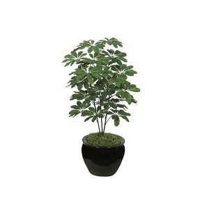 Schefflera Plant