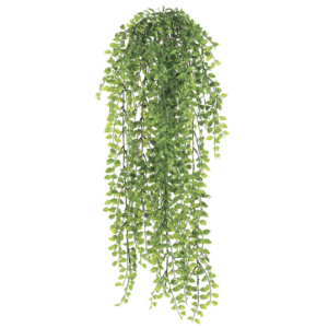 Pea Leaf Head