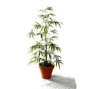 Marijuana Plant