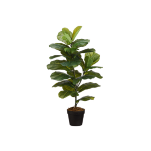 Fiddle Leaf Fig Plant