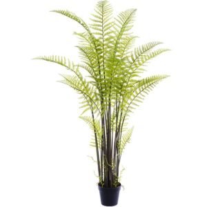 Forest Fern Plant