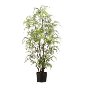 Lacy Leather Fern Plant