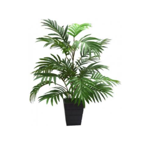 Palm Bush