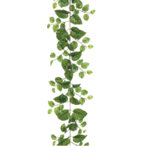 Pothos Strand