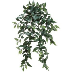 Ruscus Head