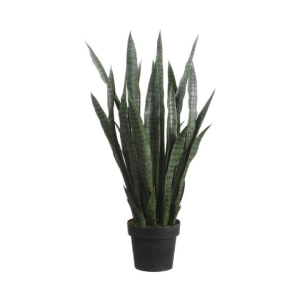 Snake Plant (Sansevieria)