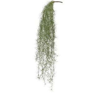 Spanish Moss Head