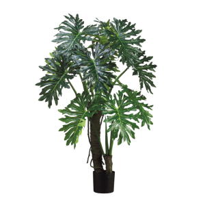 Split Leaf Philodendron Plant