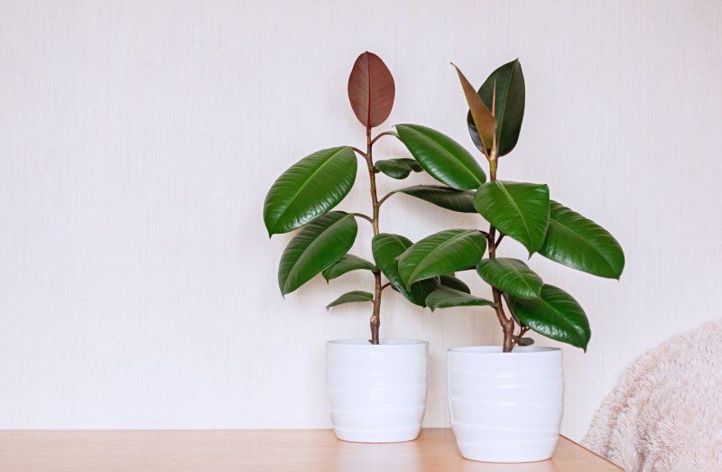 Indoors rubber tree