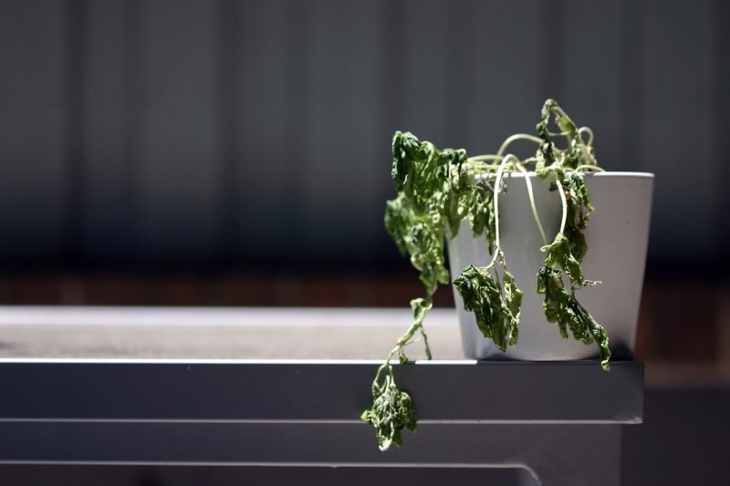 Reasons Fake Plants Are Practical Options - lack of green thumb