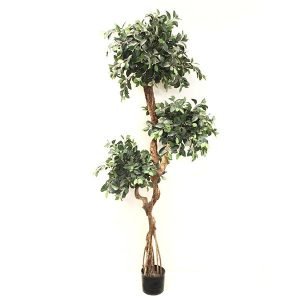 Retusa Ficus Tree