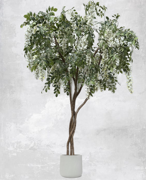 White wisteria tree in a decorative planter. Inventory item for rent at Greenscape Design and Decor