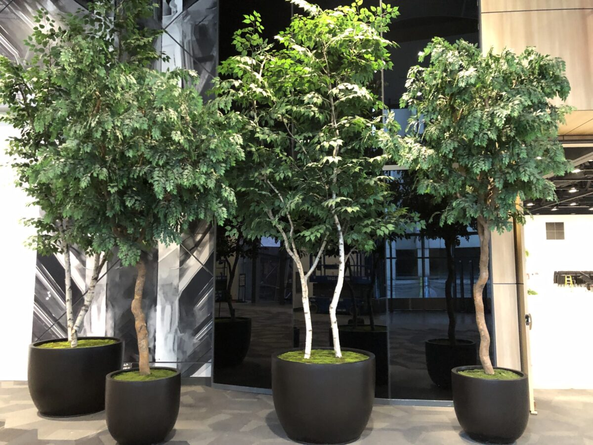 Artificial birch and aspen trees installed in a commercial lobby.