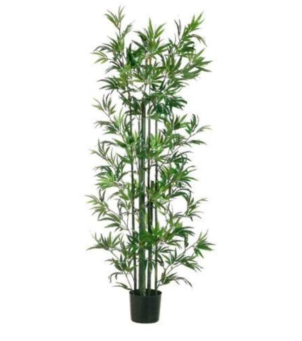 Bamboo Plant