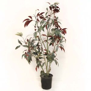Mango Bush