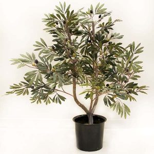Olive Bush