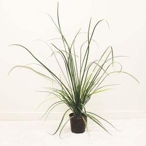 River Grass Bush