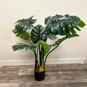 Split Leaf Philodendron Plant