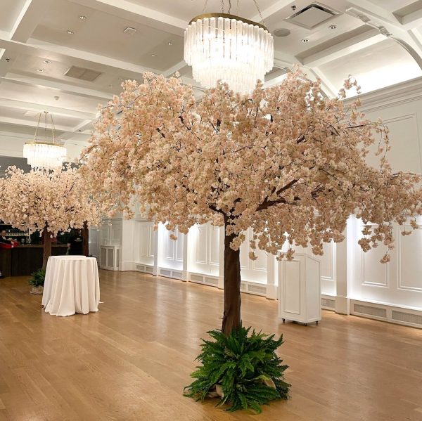 Canopy cherry blossom tree in a event venue.