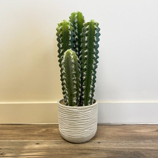 Column Cactus - Potted 1.5ft