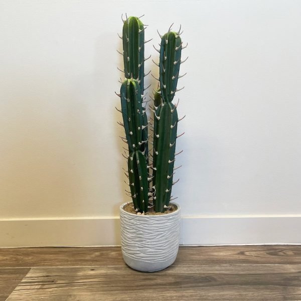 Column Cactus - Potted 2.5'