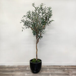 6' Olive Tree