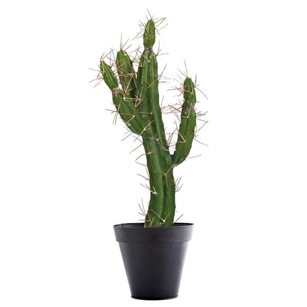 Curved Cactus