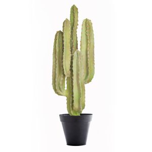 Finger Cactus - Sage