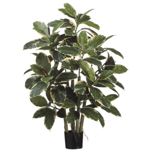 Rubber Leaf Plant