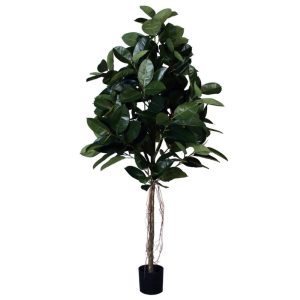 Rubber Plant