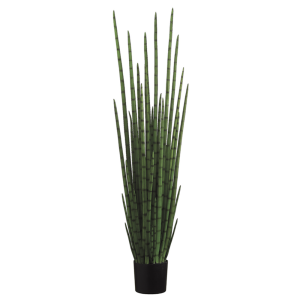 Snake Plant - Round Stem
