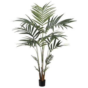 Kentia Palm