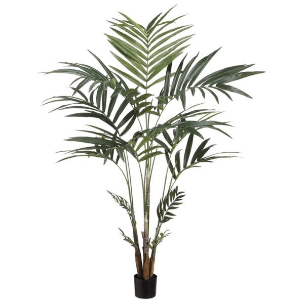 Kentia Palm