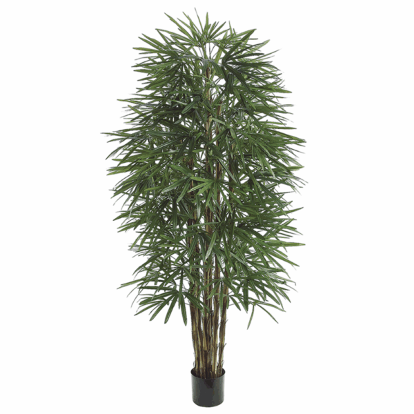 Lady Finger Palm