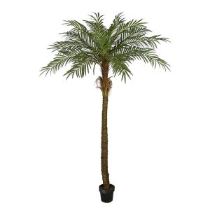 Phoenix Palm