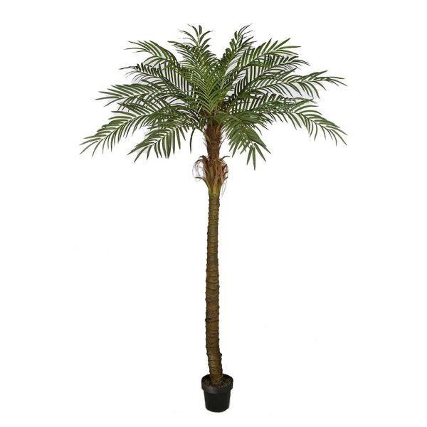 Phoenix Palm