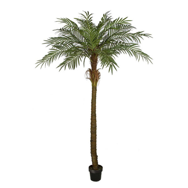 Phoenix Palm