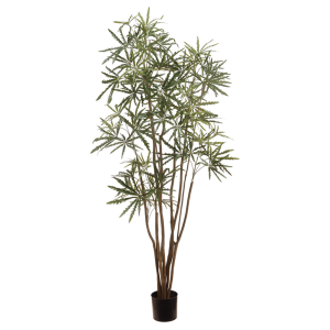 Aralia Palm