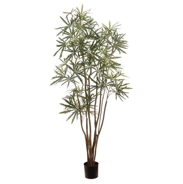 Aralia Palm