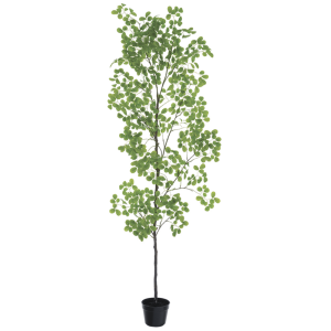 Peperomia Plant