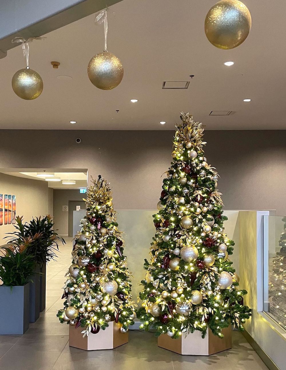 Champagne gold, oat, and burgundy Christmas tree with elegant decorations and lights, creating a festive ambiance.