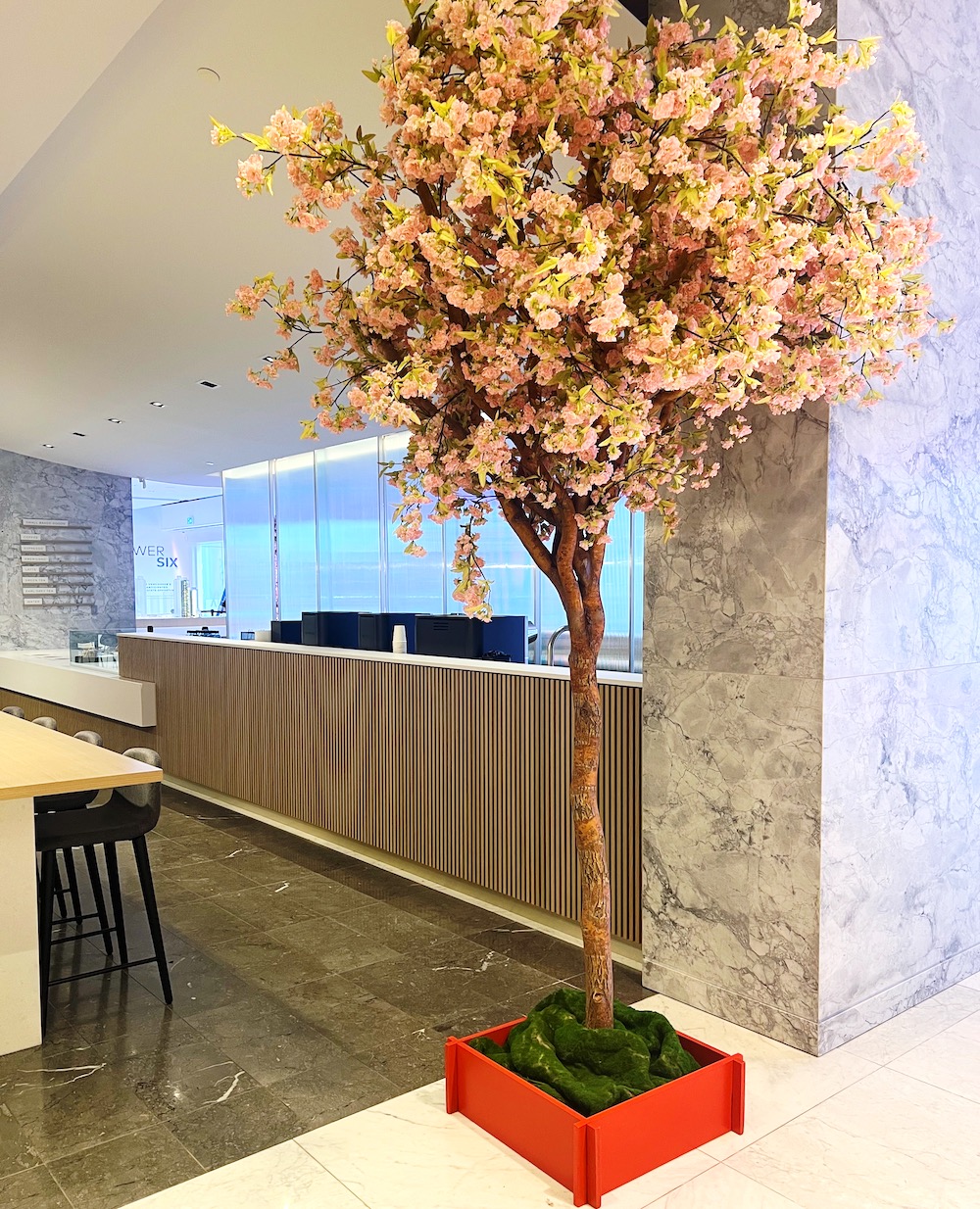 Pink cherry blossom tree, symbolizing Lunar New Year celebrations